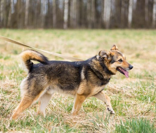 Ringo - Džoto - Draudzīgs suns, kas ļoti gaida savu cilvēku