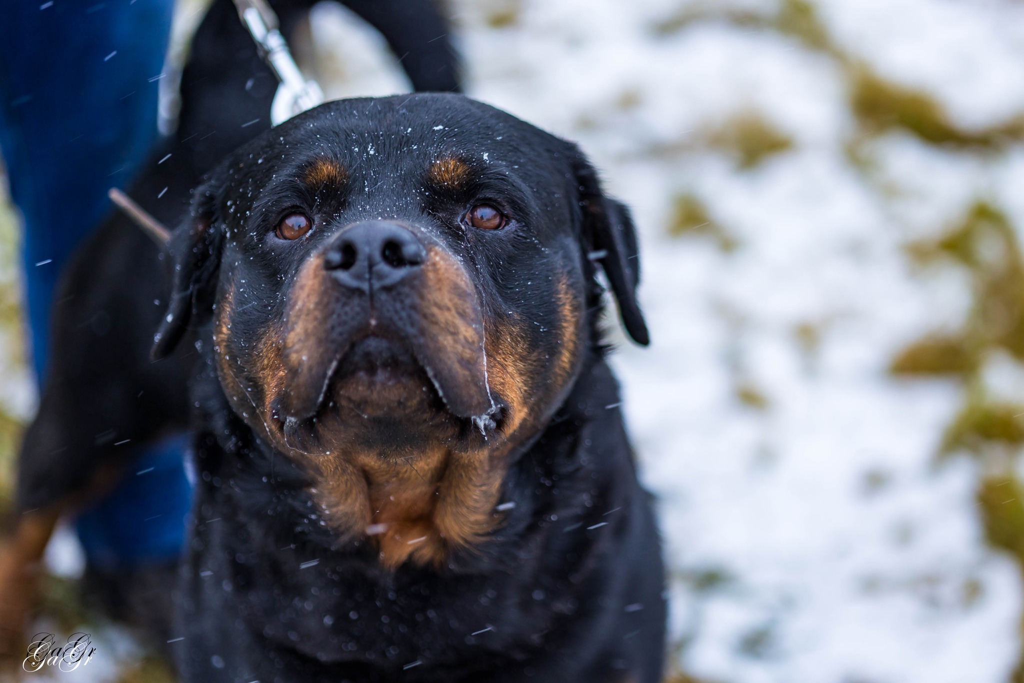 🐾 Taisons - ļoti vēlas savu cilvēku, kas būs līdzās vienmēr un visur! Taisons meklē mājas, ko saukt par savējām!