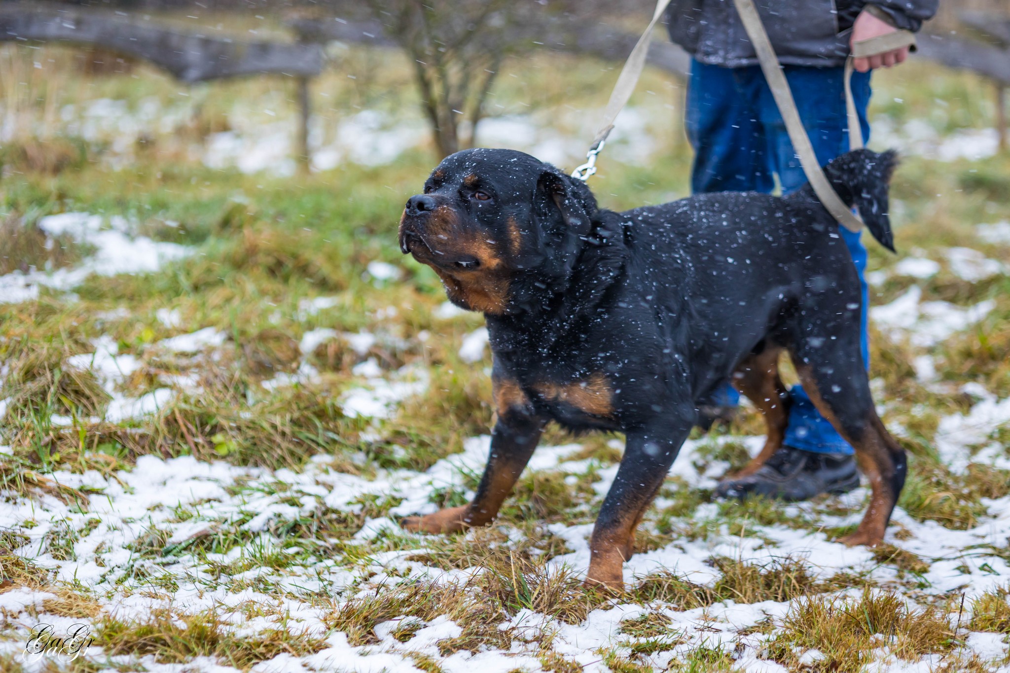 🐾 Taisons - ļoti vēlas savu cilvēku, kas būs līdzās vienmēr un visur! Taisons meklē mājas, ko saukt par savējām!