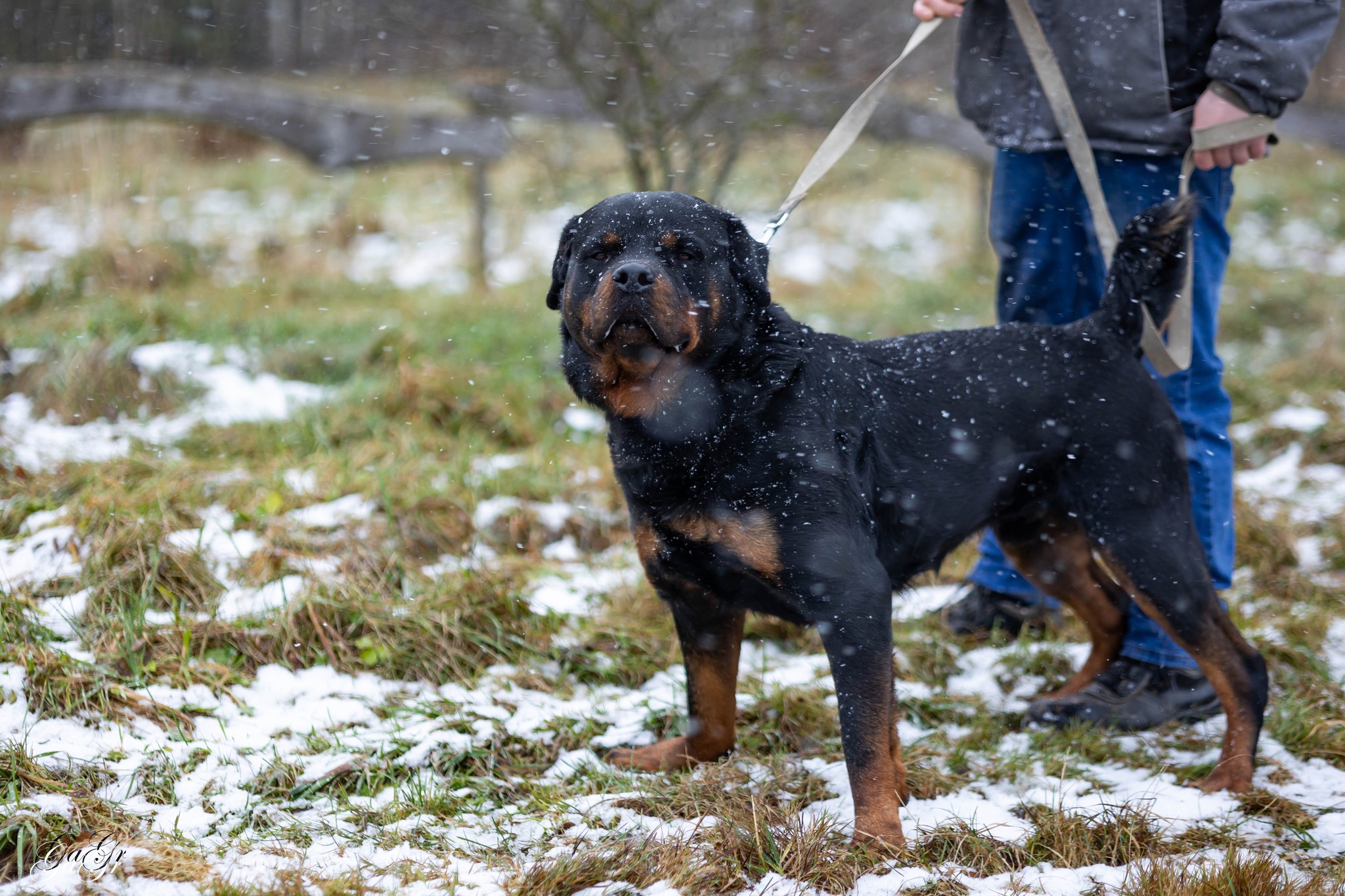 🐾 Taisons - ļoti vēlas savu cilvēku, kas būs līdzās vienmēr un visur! Taisons meklē mājas, ko saukt par savējām!