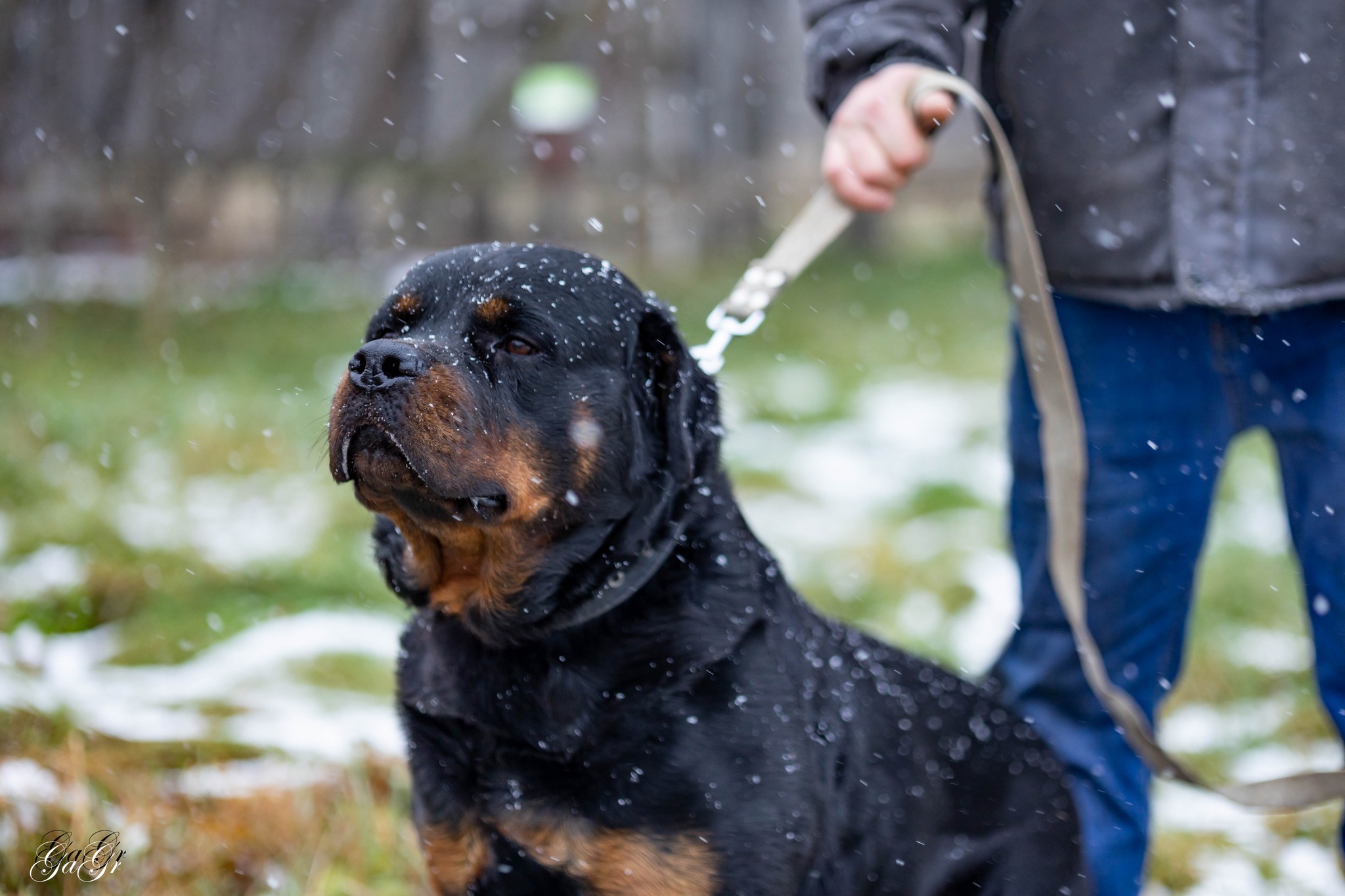 🐾 Taisons - ļoti vēlas savu cilvēku, kas būs līdzās vienmēr un visur! Taisons meklē mājas, ko saukt par savējām!