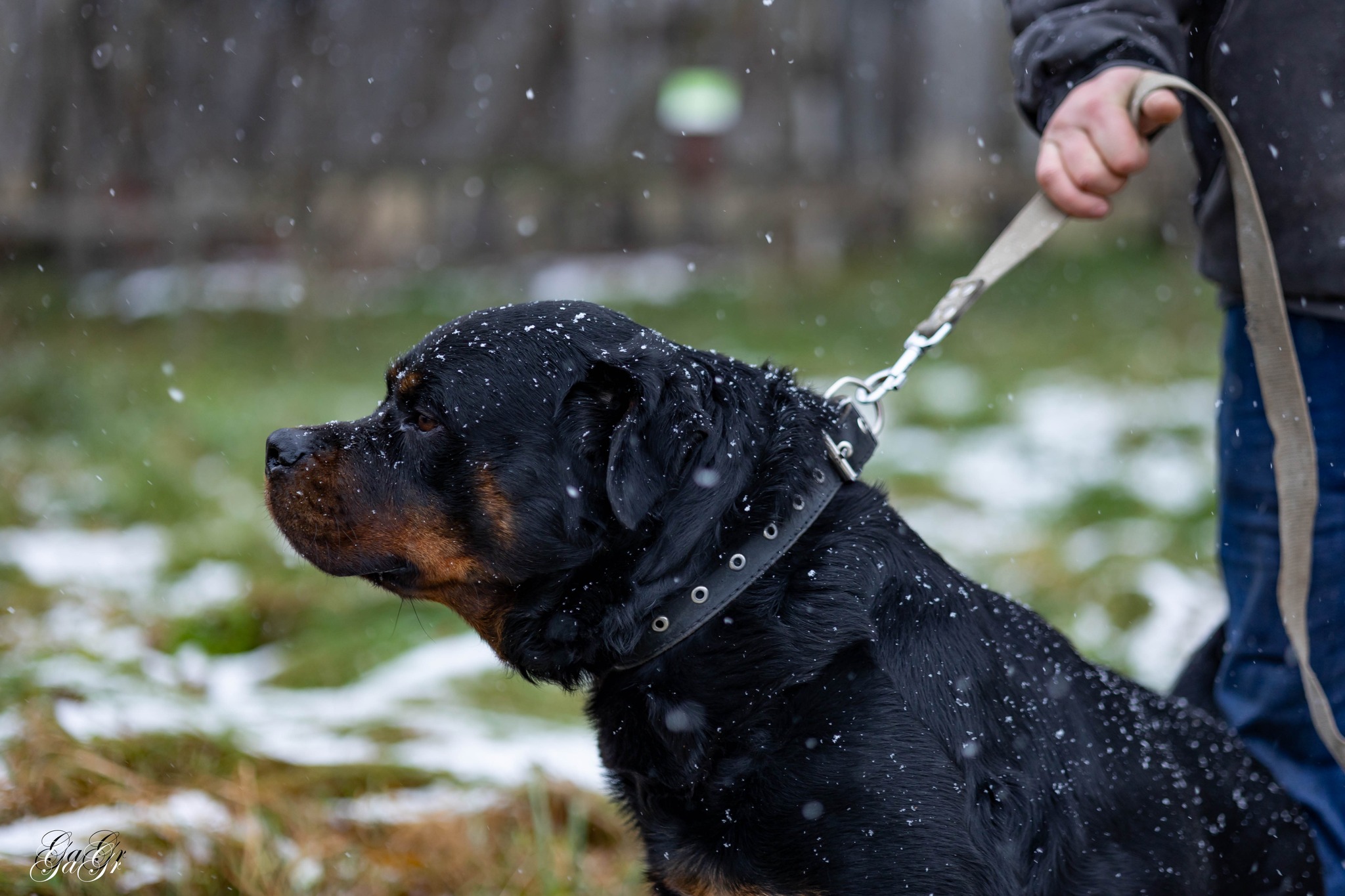 🐾 Taisons - ļoti vēlas savu cilvēku, kas būs līdzās vienmēr un visur! Taisons meklē mājas, ko saukt par savējām!