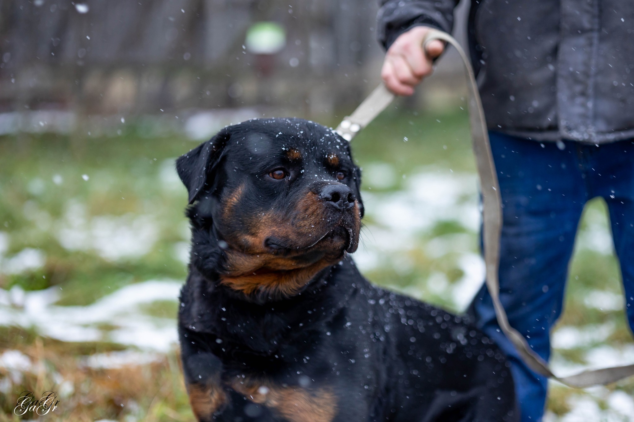 🐾 Taisons - ļoti vēlas savu cilvēku, kas būs līdzās vienmēr un visur! Taisons meklē mājas, ko saukt par savējām!