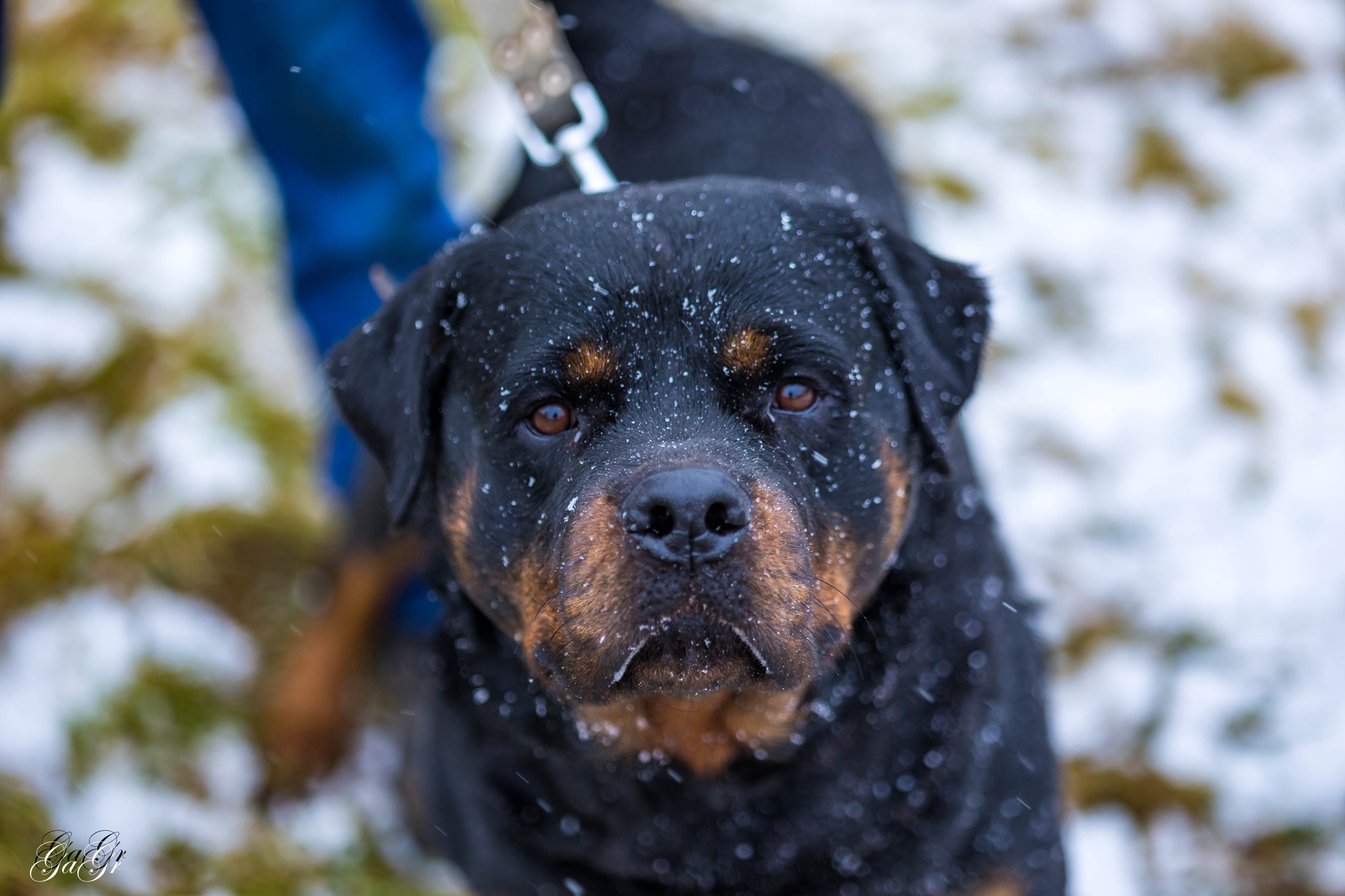 🐾 Taisons - ļoti vēlas savu cilvēku, kas būs līdzās vienmēr un visur! Taisons meklē mājas, ko saukt par savējām!