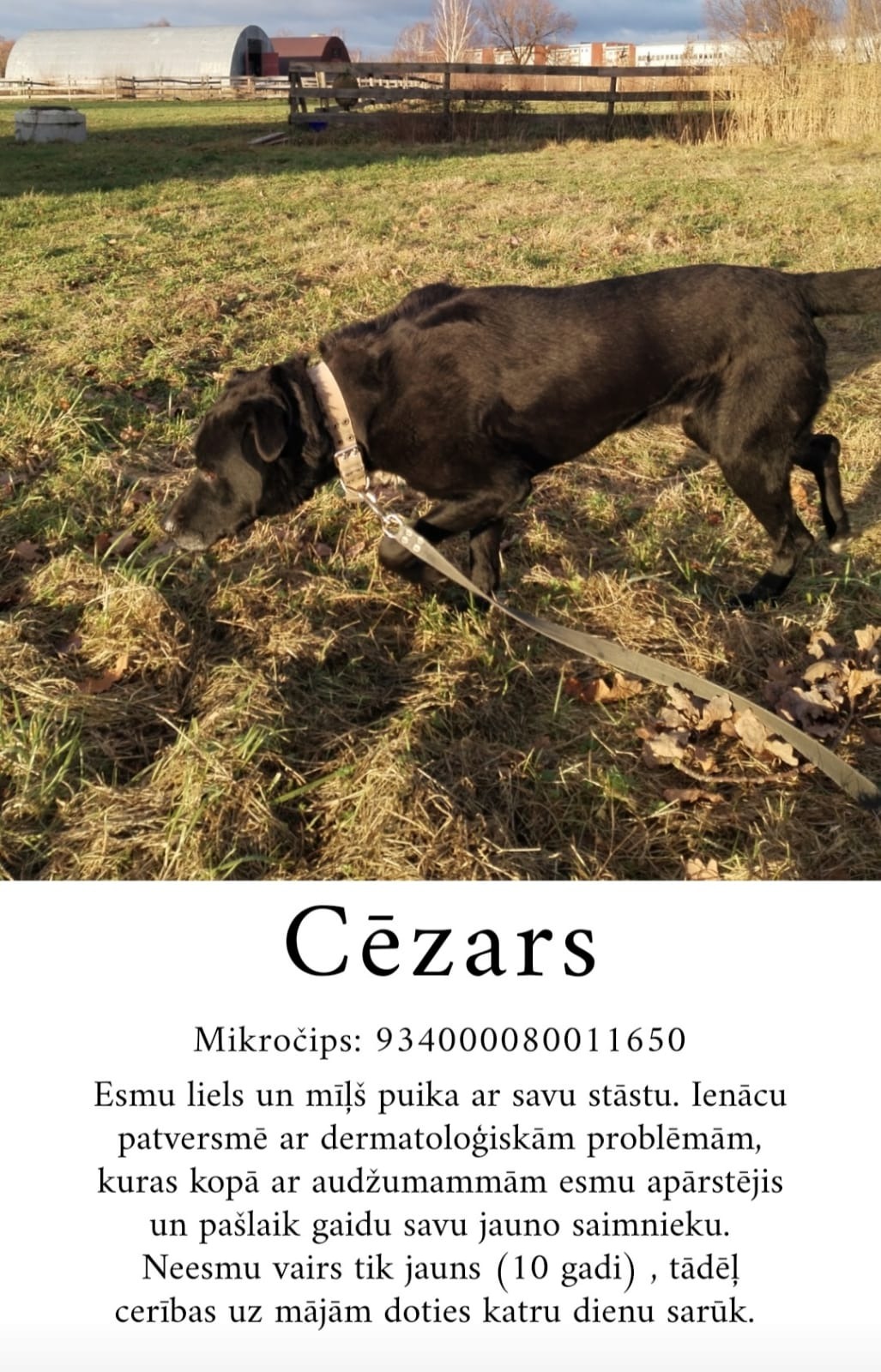 Mūsu māju gaidītāji, mūsu astaiņi, lai nu jaunais gads piepilda mūsu cerības, ka šie suņi ātri iegūtu drošas, labestīgas, saprotošas ģimenes màjas...