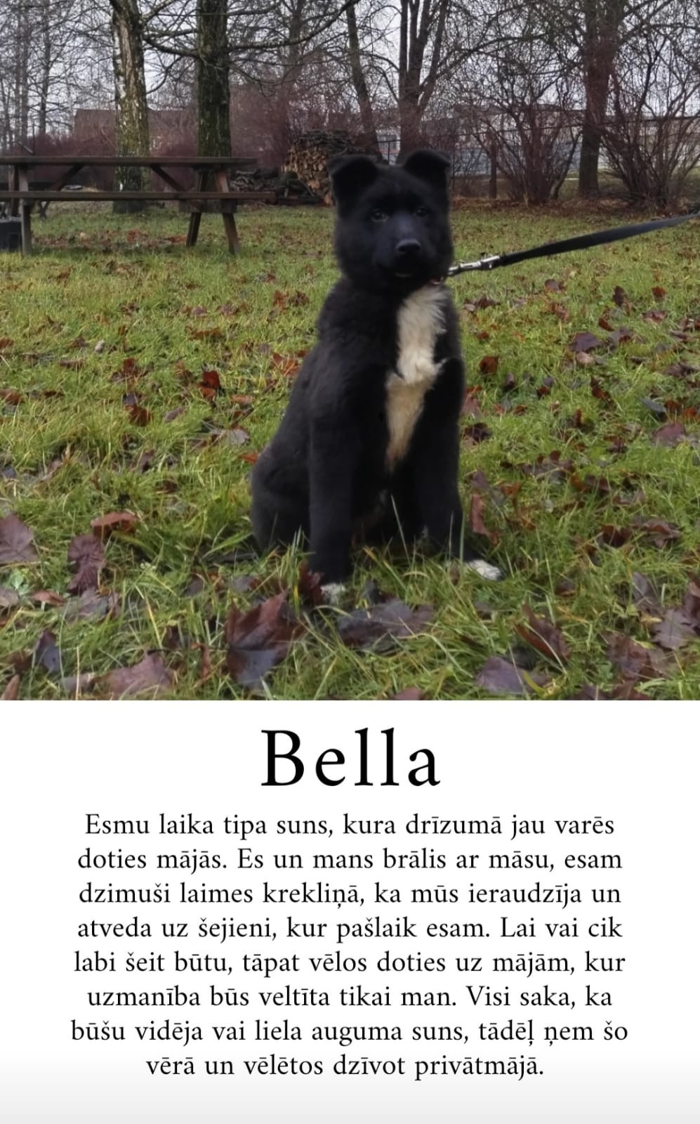 Mūsu māju gaidītāji, mūsu astaiņi, lai nu jaunais gads piepilda mūsu cerības, ka šie suņi ātri iegūtu drošas, labestīgas, saprotošas ģimenes màjas...