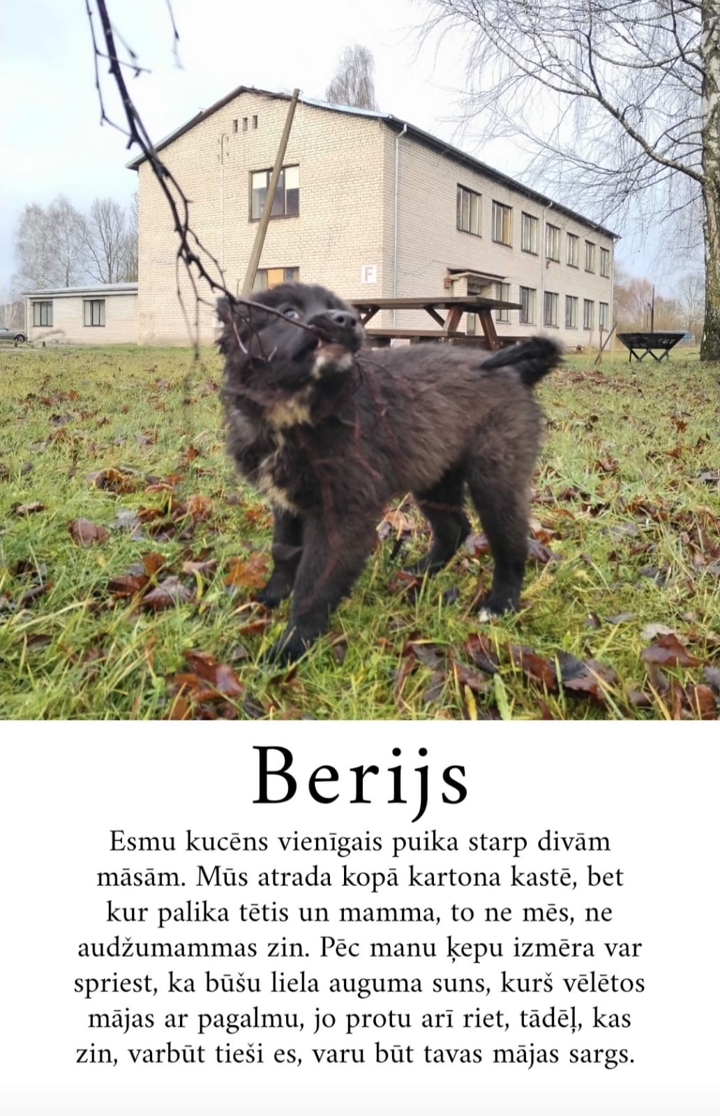 Mūsu māju gaidītāji, mūsu astaiņi, lai nu jaunais gads piepilda mūsu cerības, ka šie suņi ātri iegūtu drošas, labestīgas, saprotošas ģimenes màjas...