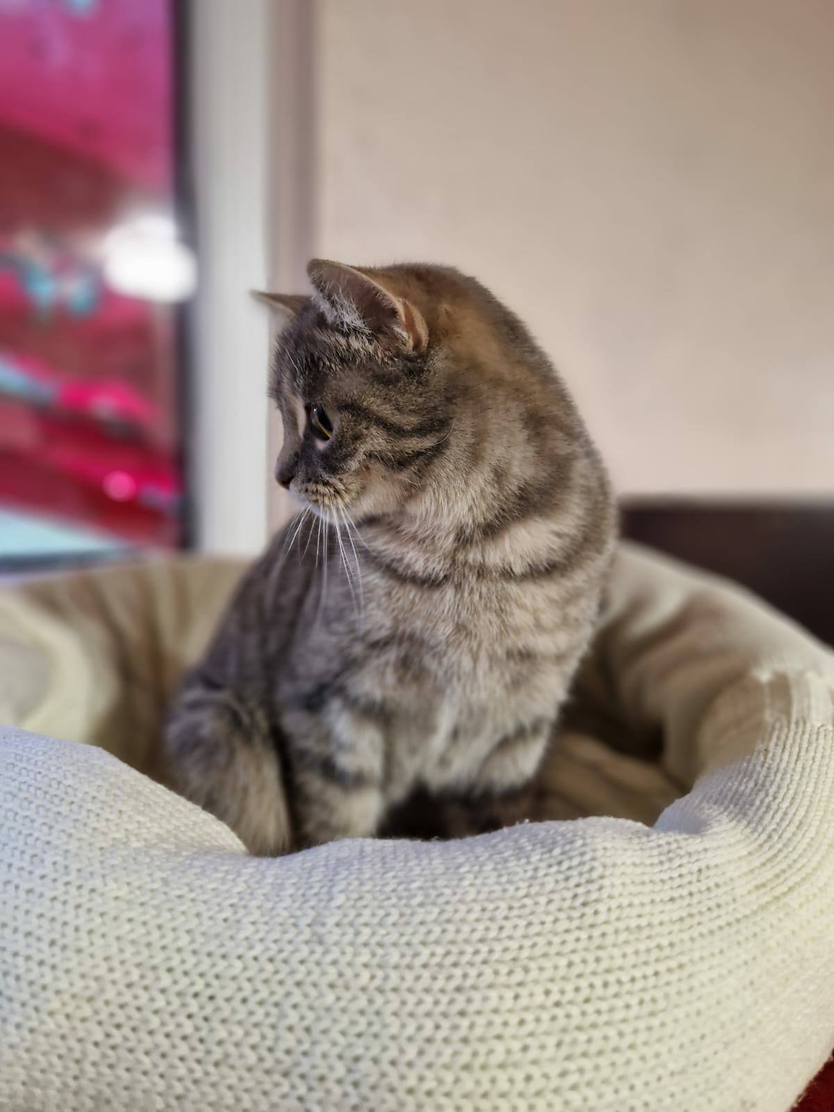 Daiļā Annelīte ir aptuveni gadu jauna,viņa meklē atbildīgu ģimeni.