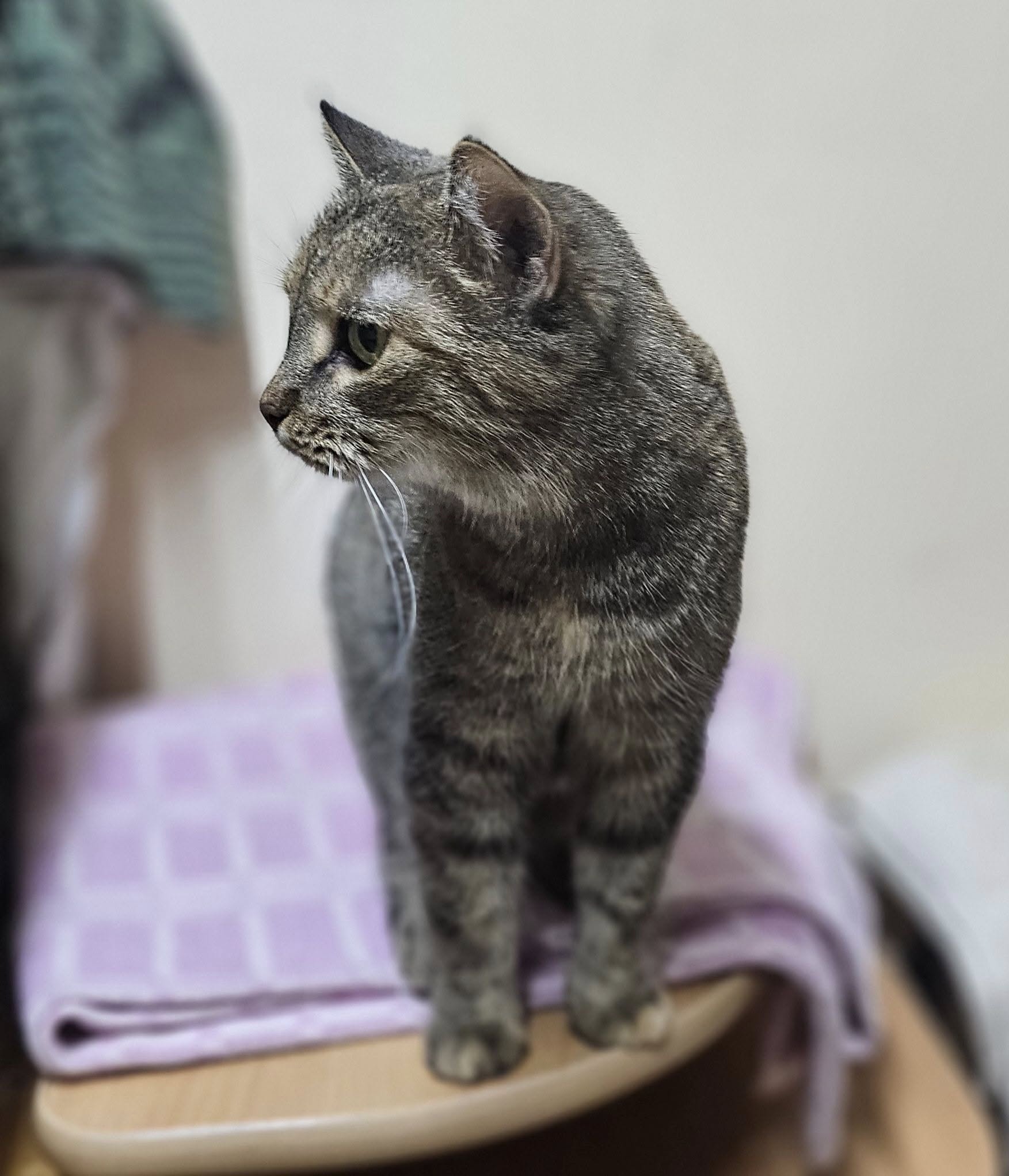 🐾🐾PAMANI MANI! 🐾 Lūdzu, dalies ar šo ierakstu 🙏, lai MĪĻĀ atrod savu cilvēku un mājas❤💛❤️