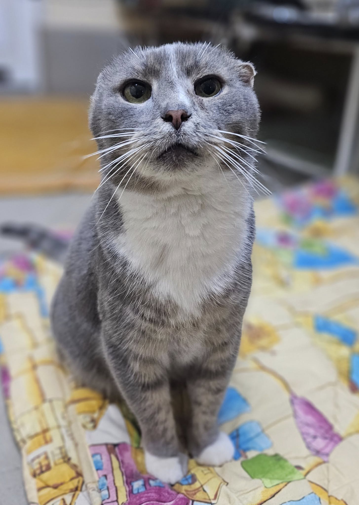 🐾🐾PAMANI MANI! 🐾 Lūdzu, dalies ar šo ierakstu 🙏, lai GREJS atrod savu cilvēku un mājas ❤️❤️❤️
