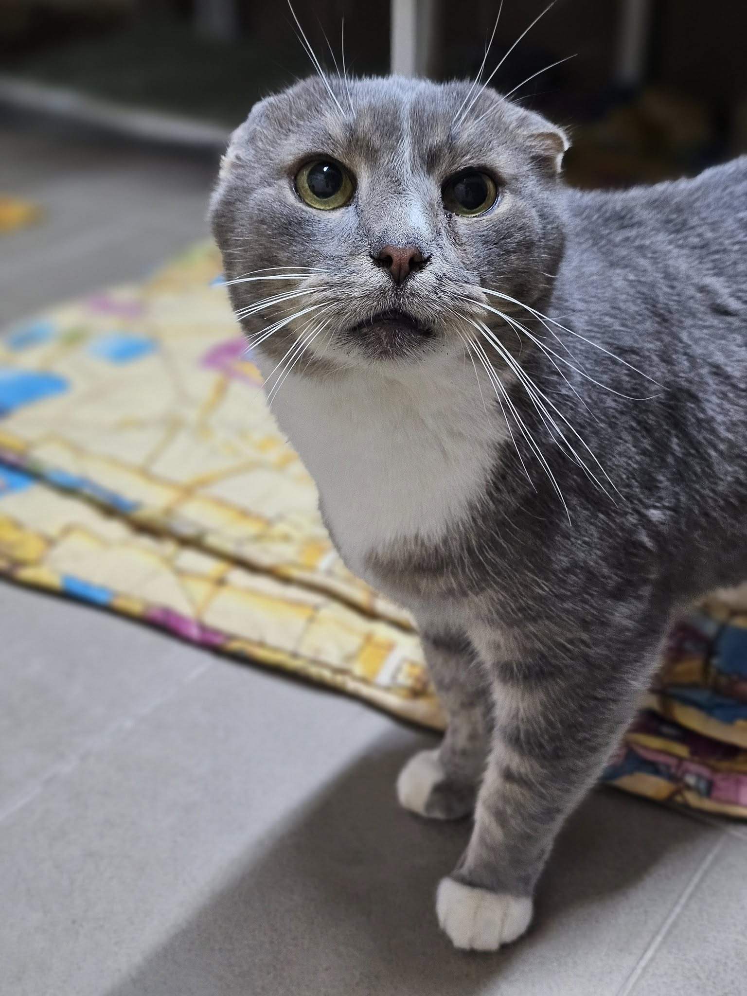 🐾🐾PAMANI MANI! 🐾 Lūdzu, dalies ar šo ierakstu 🙏, lai GREJS atrod savu cilvēku un mājas ❤️❤️❤️