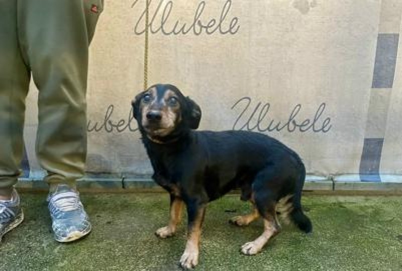 Braila ielā atrasti divi maza auguma suņi seniori - puika un meitene.