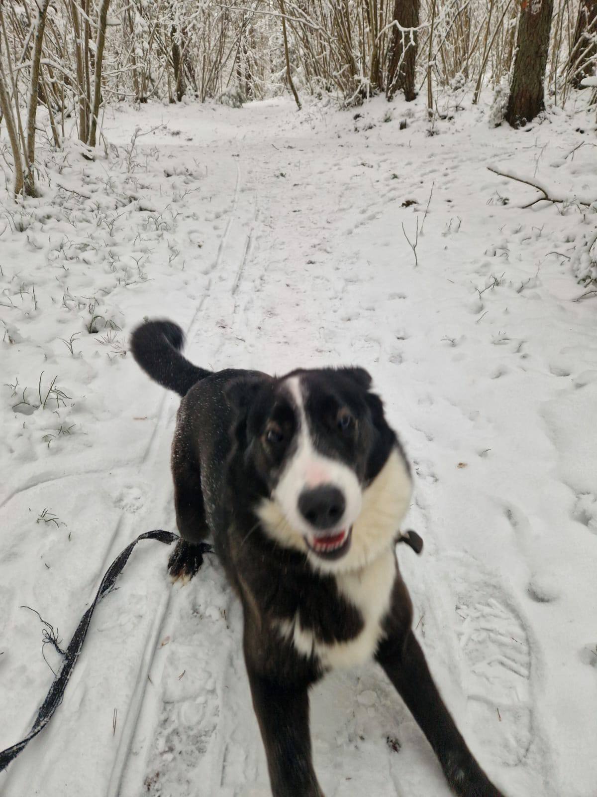 Jaukā un dzīvespriecīgā Berta gaida atbildīgu cilvēku,kurš sunītei varētu dot mājas, sniegt rūpes un mīlestību mūža garumā!