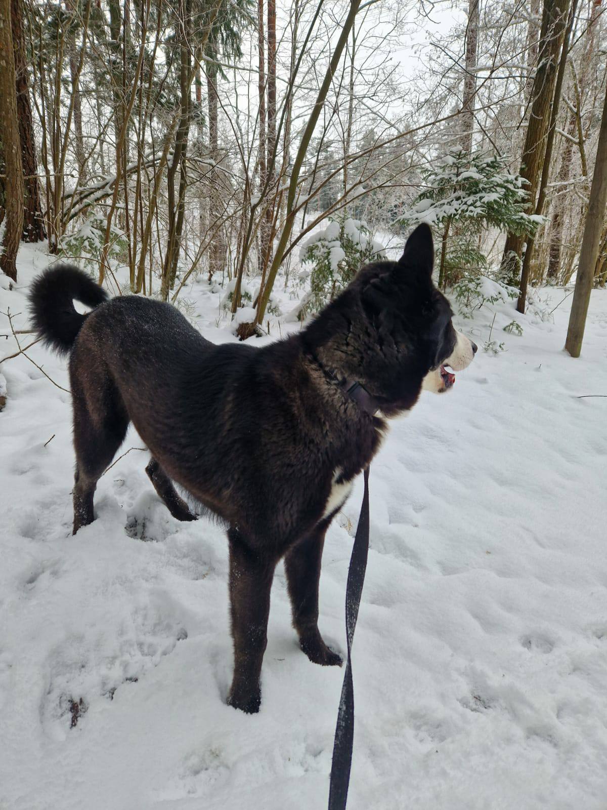 Jaukā un dzīvespriecīgā Berta gaida atbildīgu cilvēku,kurš sunītei varētu dot mājas, sniegt rūpes un mīlestību mūža garumā!
