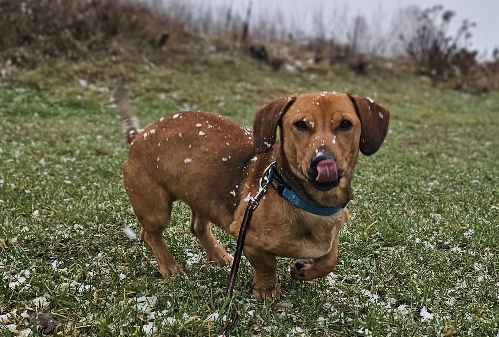 🐾🐾PAMANI MANI!🐾Lūdzu, dalies ar šo ierakstu 🙏, lai ROLIS atrod savu cilvēku un mājas ❤️💛❤️