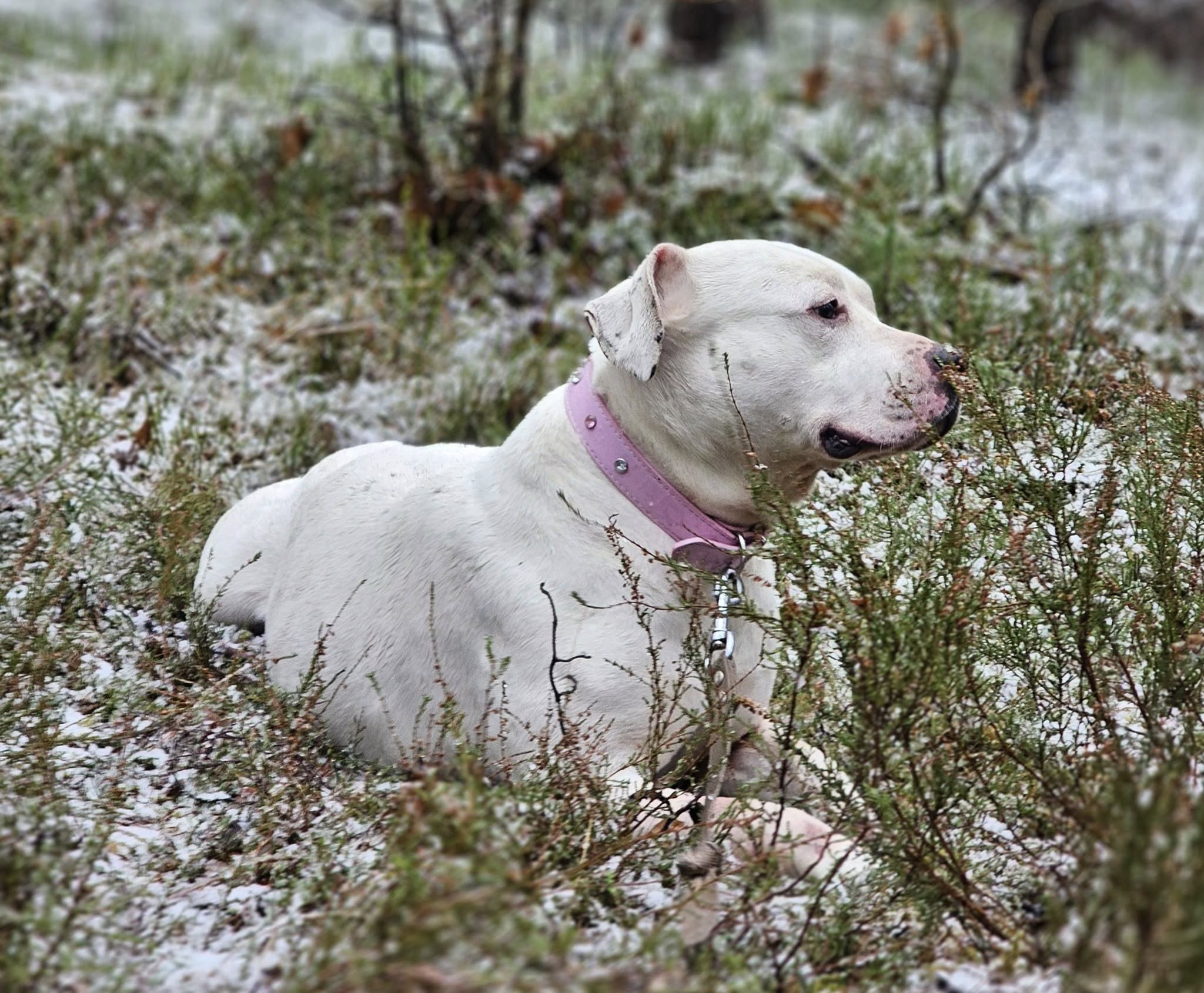 🐾🐾PAMANI MANI!🐾Lūdzu, dalies ar šo ierakstu 🙏, lai OSKARS atrod savu cilvēku un mājas ❤️💛❤️