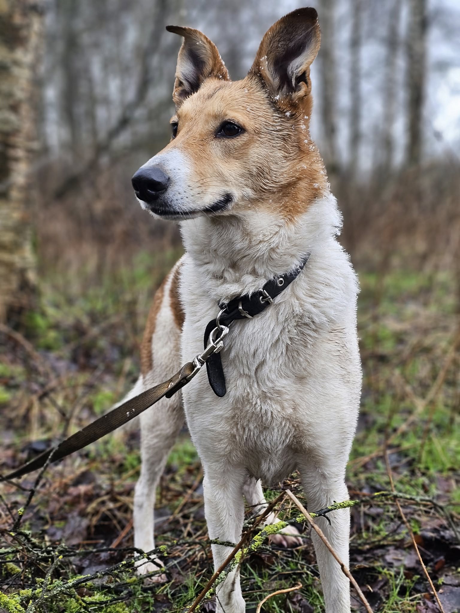🐾🐾PAMANI MANI!🐾 Paldies, ja dalies ar šo ierakstu, lai DRUŠKA atrod savu cilvēku un mājas❤💛❤️