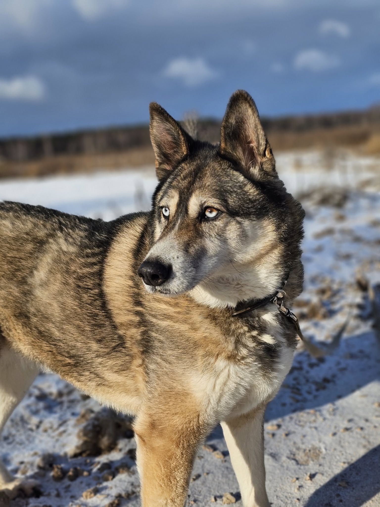 🐾🐾PAMANI MANI!🐾 Paldies, ja dalies ar šo ierakstu, lai MARGO atrod savu cilvēku un mājas❤💛❤️