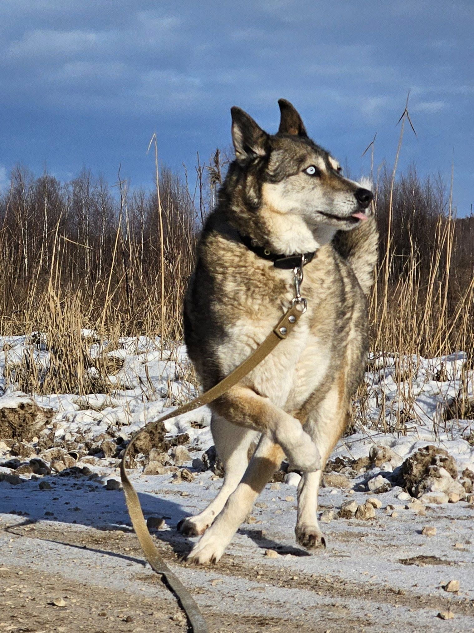 🐾🐾PAMANI MANI!🐾 Paldies, ja dalies ar šo ierakstu, lai MARGO atrod savu cilvēku un mājas❤💛❤️