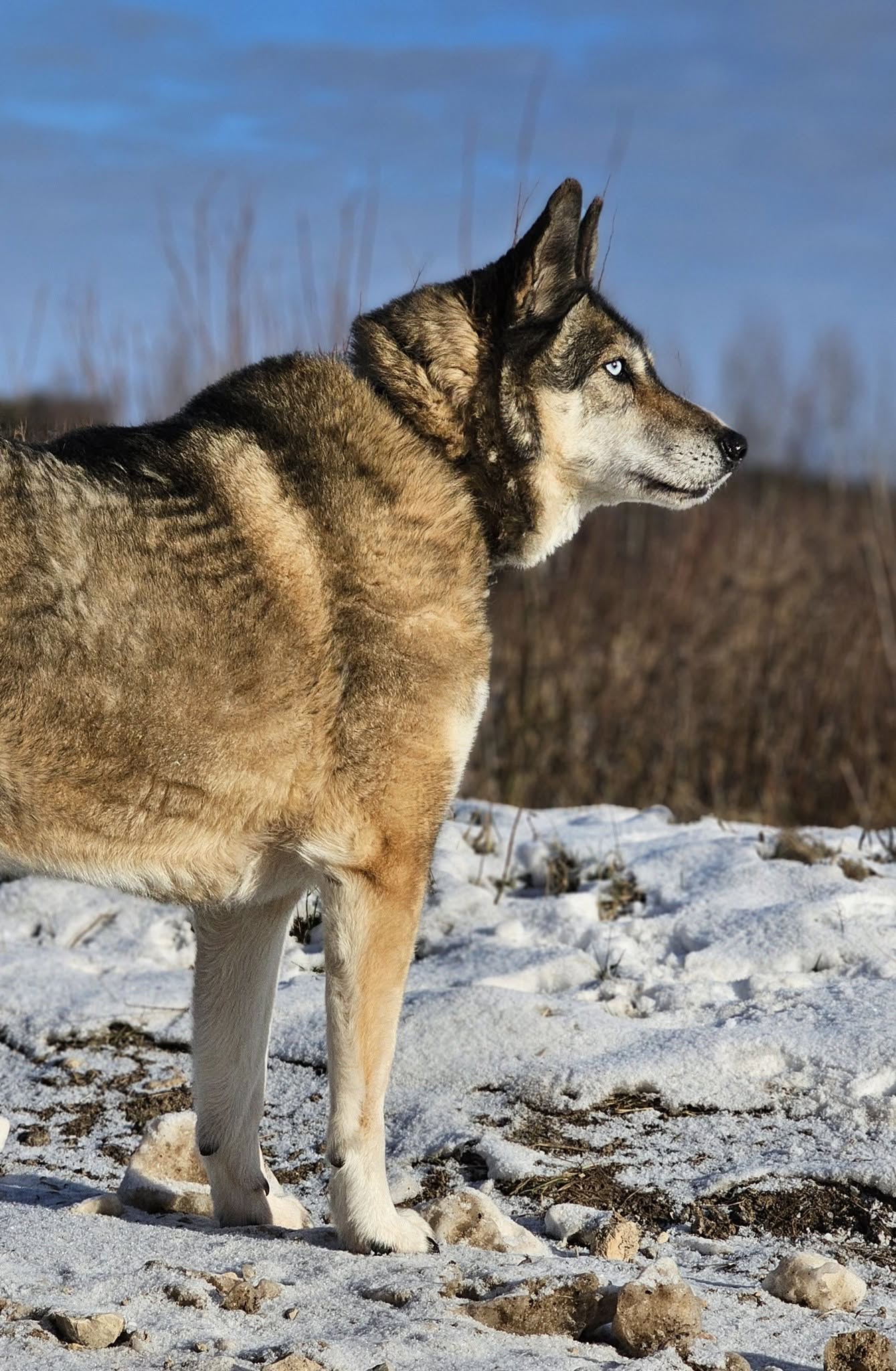 🐾🐾PAMANI MANI!🐾 Paldies, ja dalies ar šo ierakstu, lai MARGO atrod savu cilvēku un mājas❤💛❤️
