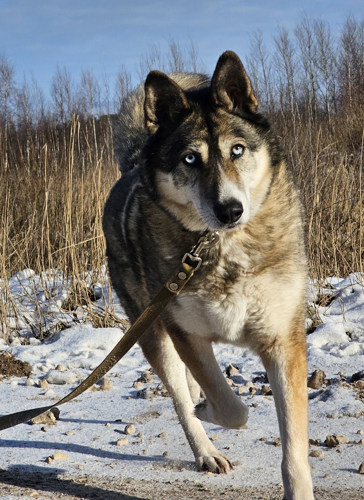 🐾🐾PAMANI MANI!🐾 Paldies, ja dalies ar šo ierakstu, lai MARGO atrod savu cilvēku un mājas❤💛❤️