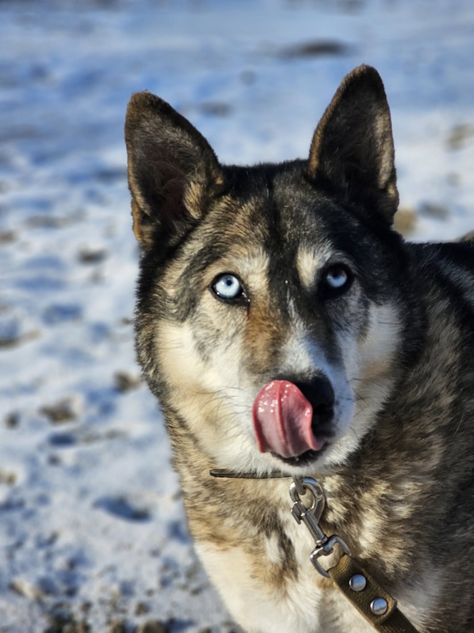🐾🐾PAMANI MANI!🐾 Paldies, ja dalies ar šo ierakstu, lai MARGO atrod savu cilvēku un mājas❤💛❤️
