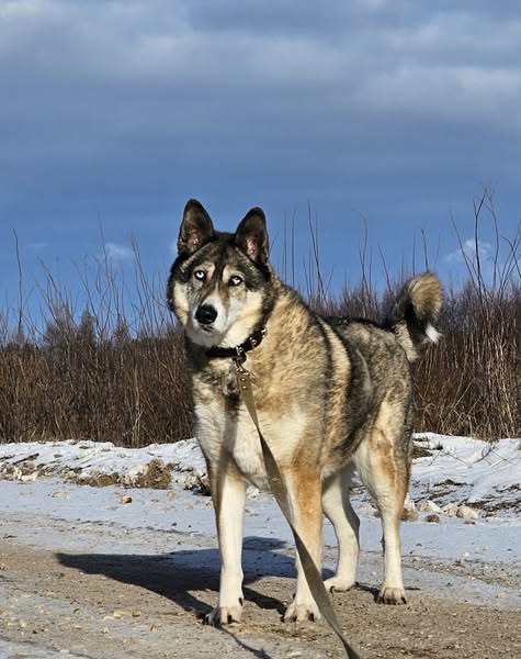 🐾🐾PAMANI MANI!🐾 Paldies, ja dalies ar šo ierakstu, lai MARGO atrod savu cilvēku un mājas❤💛❤️