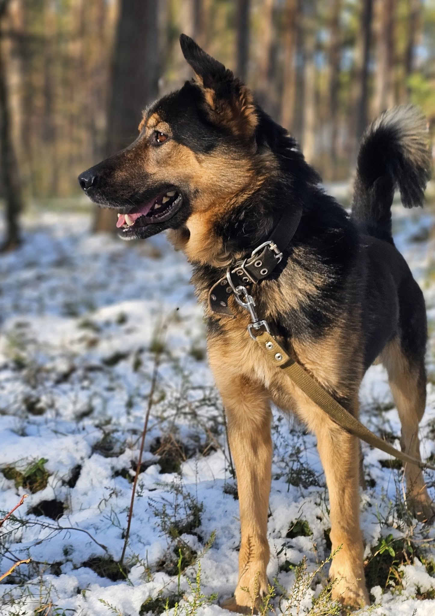 🐾🐾PAMANI MANI!🐾Lūdzu, dalies ar šo ierakstu 🙏, lai REMBO atrod savu cilvēku un mājas ❤️💛❤️