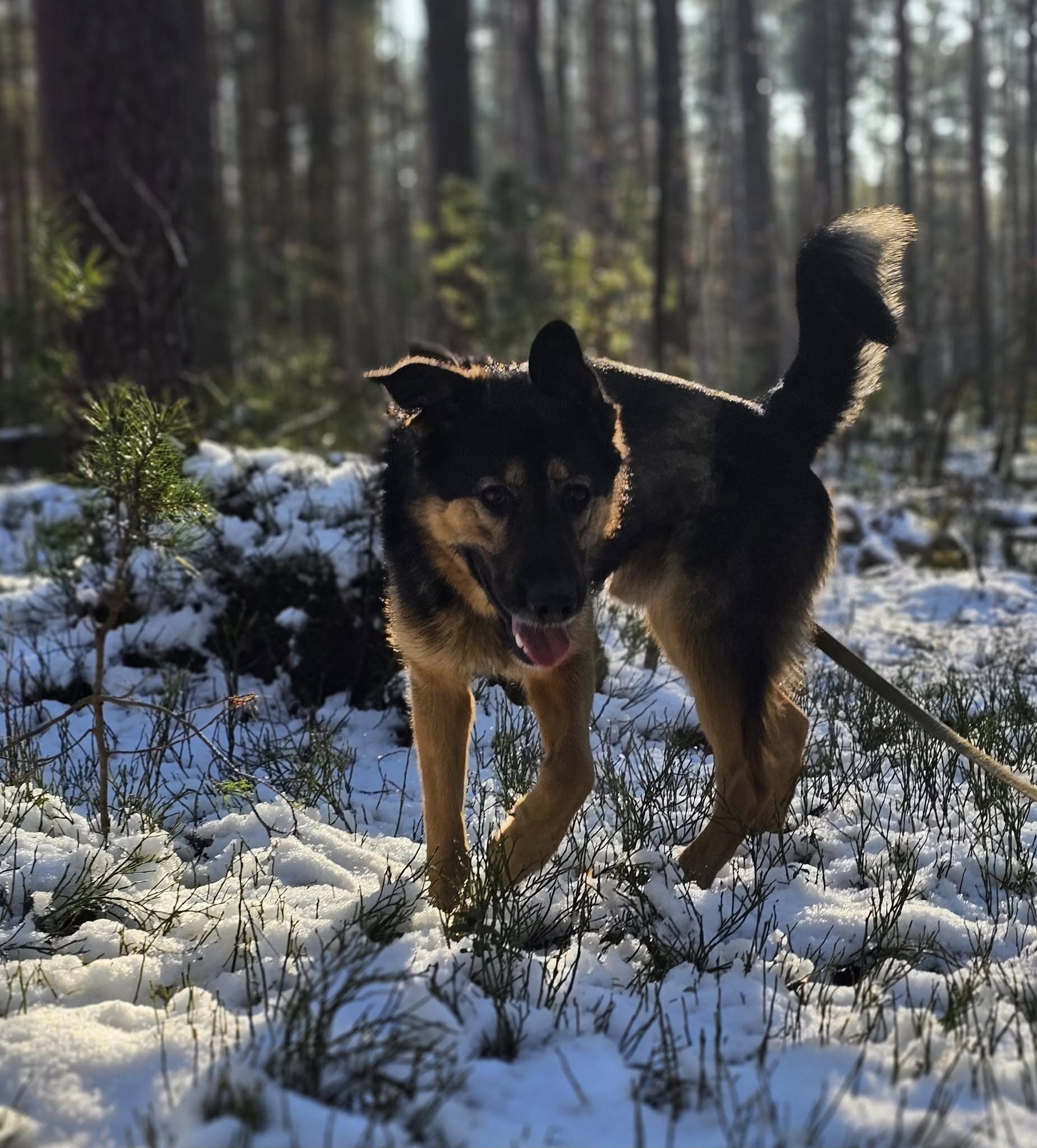 🐾🐾PAMANI MANI!🐾Lūdzu, dalies ar šo ierakstu 🙏, lai REMBO atrod savu cilvēku un mājas ❤️💛❤️