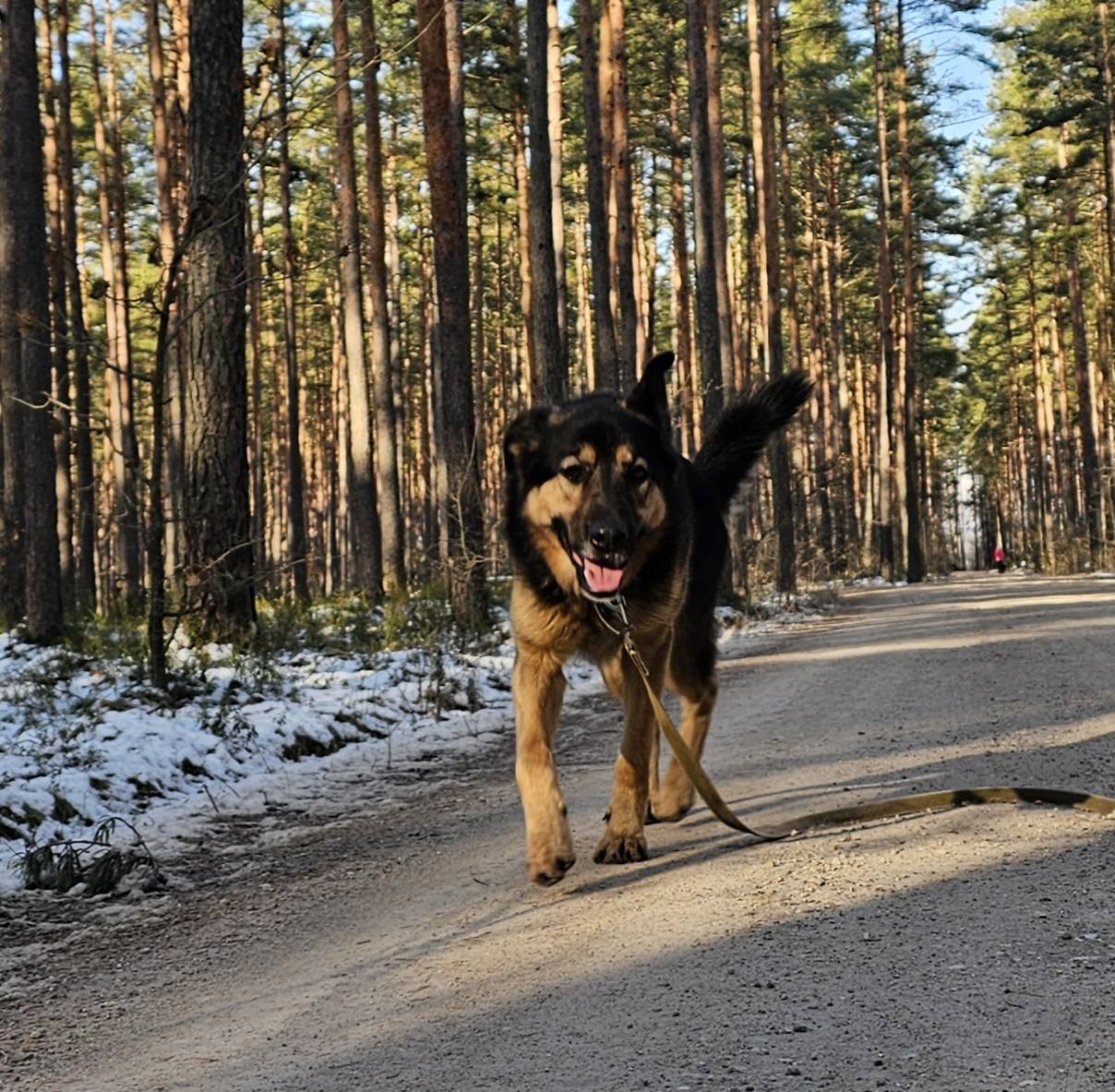 🐾🐾PAMANI MANI!🐾Lūdzu, dalies ar šo ierakstu 🙏, lai REMBO atrod savu cilvēku un mājas ❤️💛❤️
