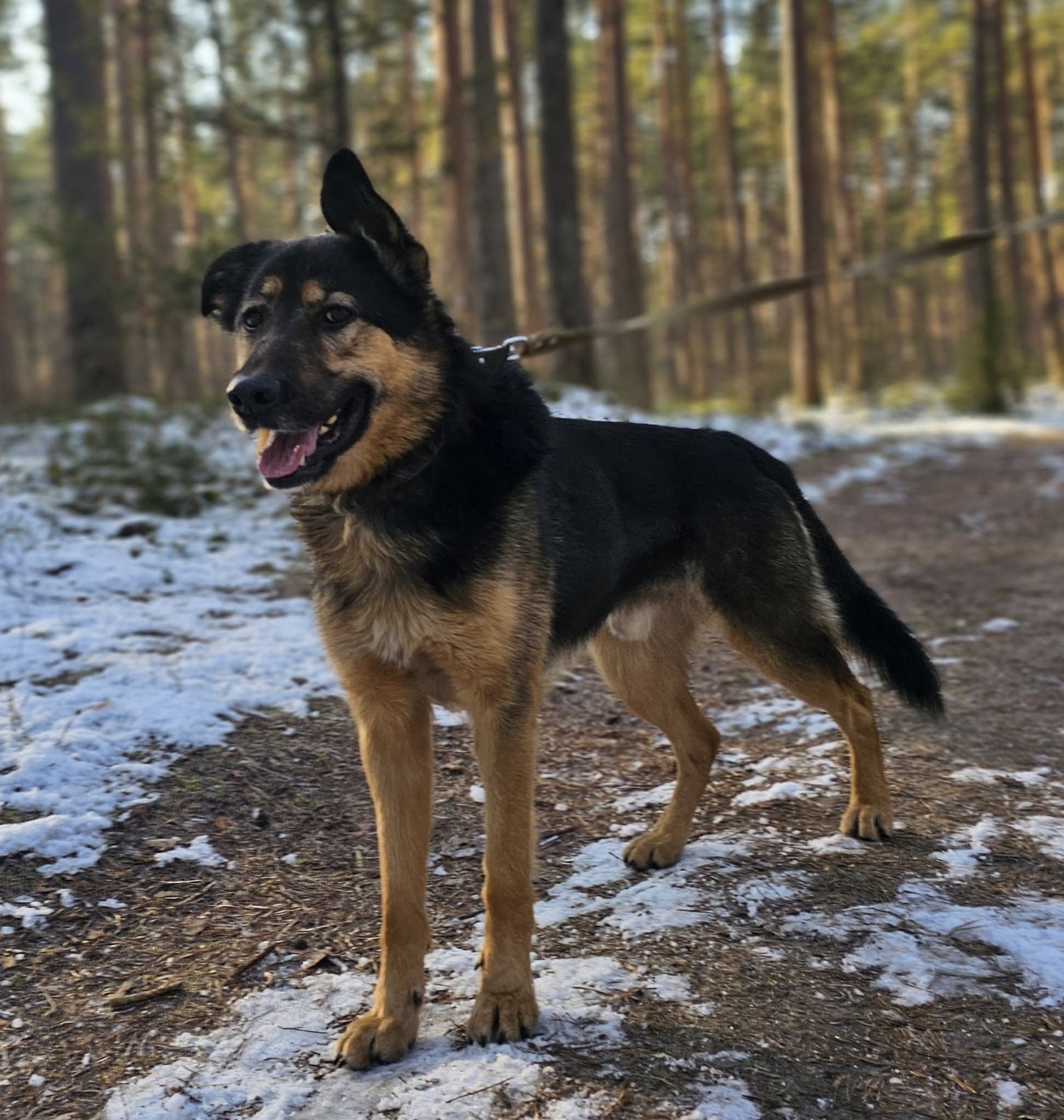 🐾🐾PAMANI MANI!🐾Lūdzu, dalies ar šo ierakstu 🙏, lai REMBO atrod savu cilvēku un mājas ❤️💛❤️