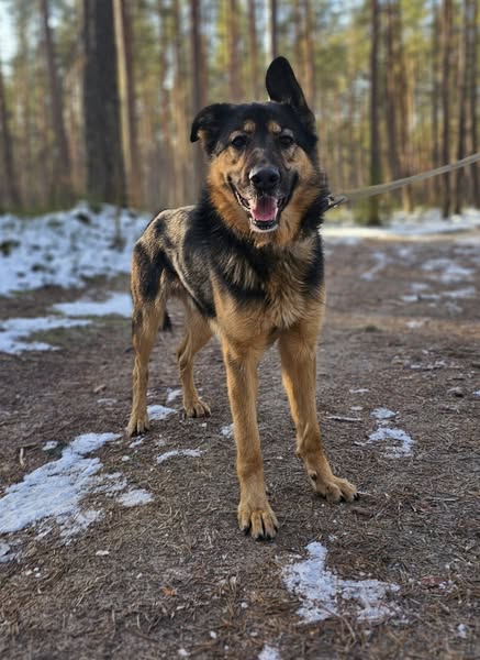 🐾🐾PAMANI MANI!🐾Lūdzu, dalies ar šo ierakstu 🙏, lai REMBO atrod savu cilvēku un mājas ❤️💛❤️
