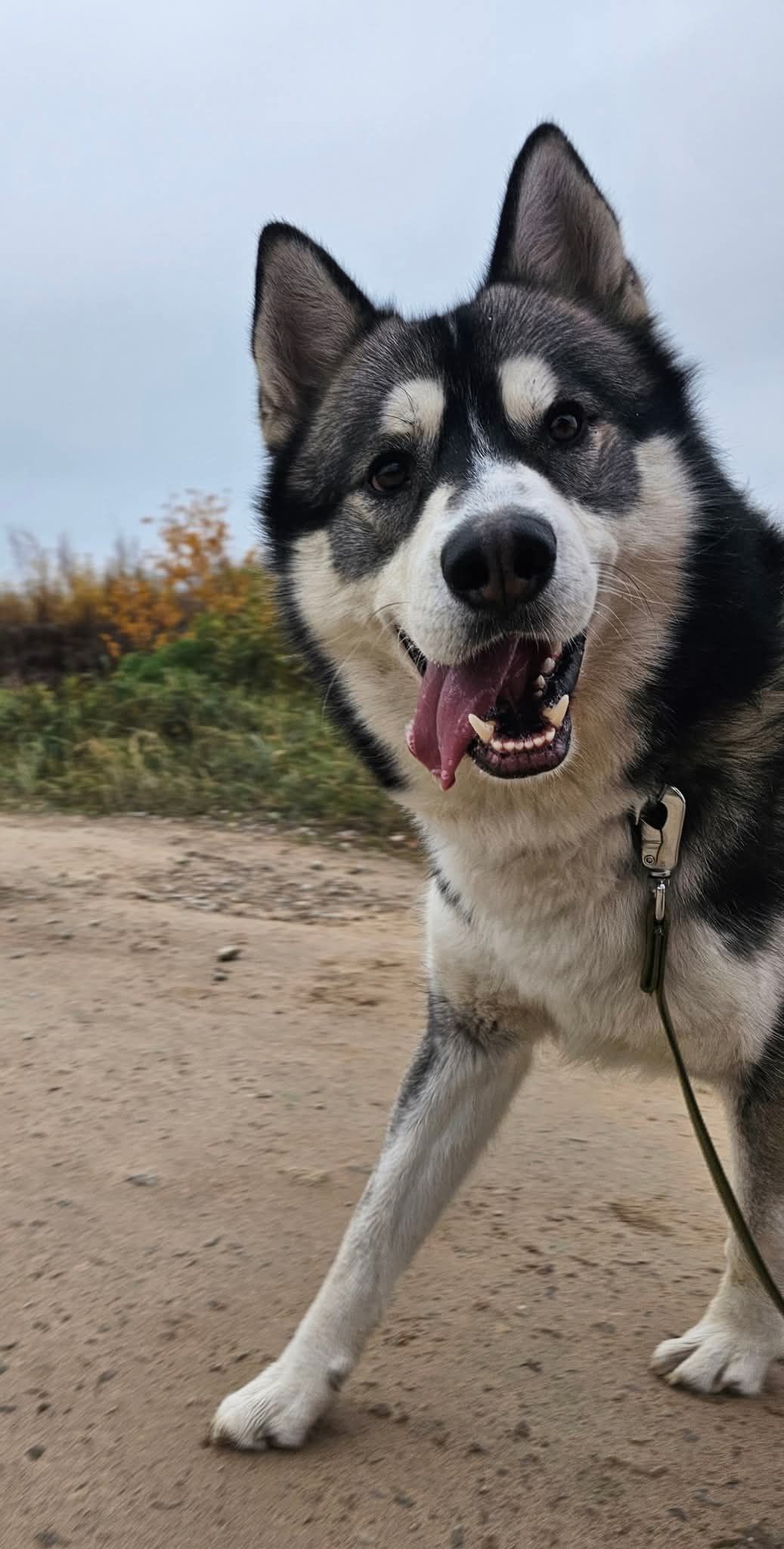 🐾🐾PAMANI MANI!🐾Lūdzu, dalies ar šo ierakstu 🙏, lai LEO atrod savu cilvēku un mājas ❤️💛❤️
