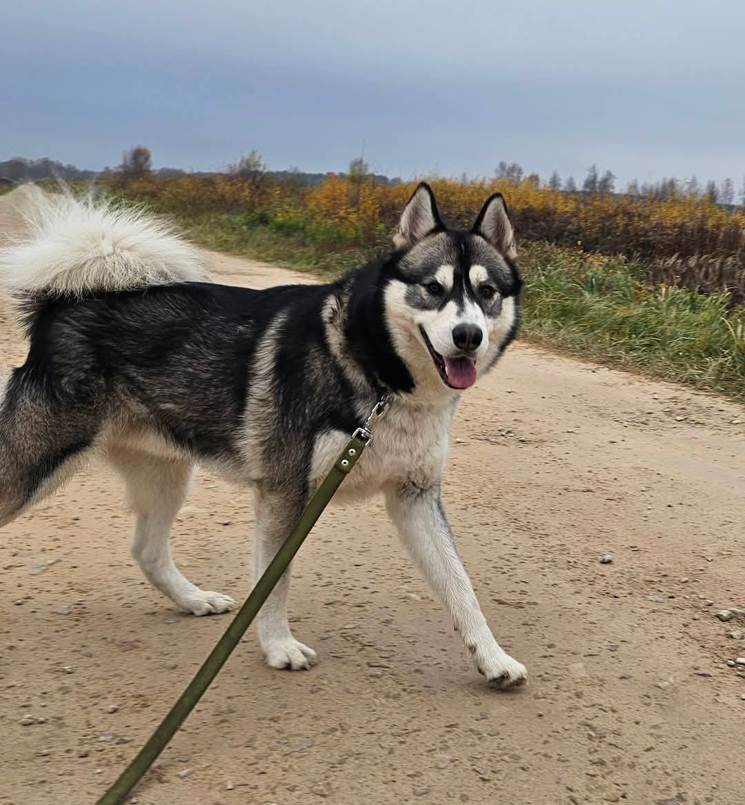 🐾🐾PAMANI MANI!🐾Lūdzu, dalies ar šo ierakstu 🙏, lai LEO atrod savu cilvēku un mājas ❤️💛❤️
